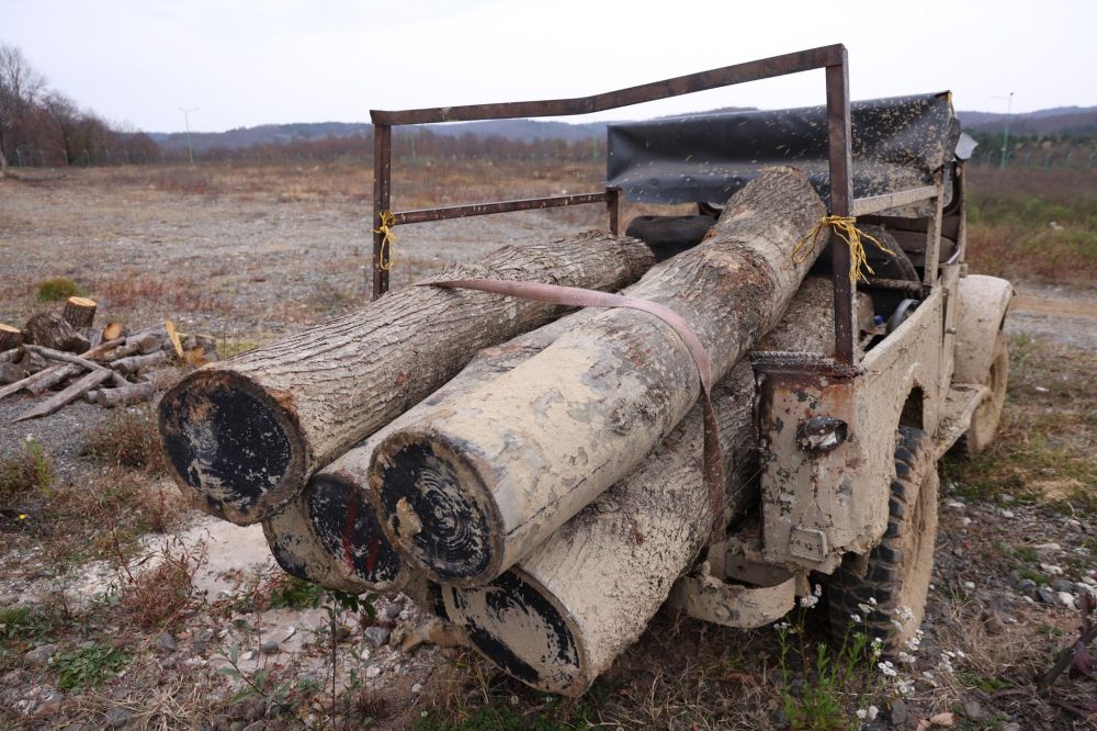 ჭიათურაში ხე-ტყის უკანონო მოპოვებისა და ტრანსპორტირების ფაქტი გამოავლინეს
