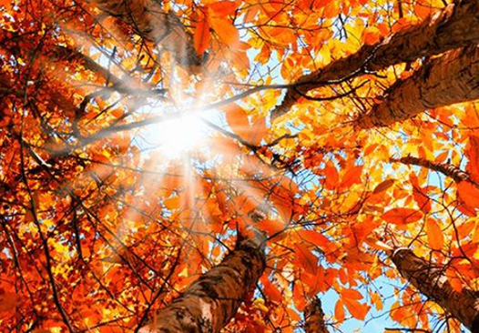 დასავლეთ საქართველოში ჰაერი 25 გრადუსმდე გათბება