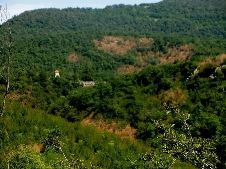 კოლხური ბზის გადასარჩენად ბზის კორომების შეწამვლა მიმდინარეობს