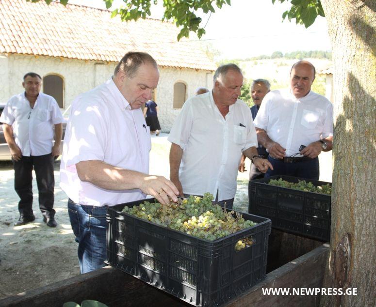 “თერჯოლაში ყურძნის რეალიზაციის პრობლემა არ იქნება”