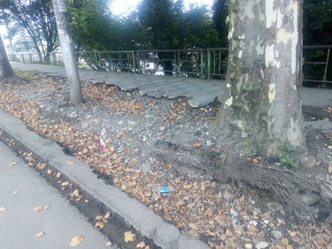“ქუთაისში საგზაო სამუშაოების გამო  მრავალწლოვანი ხეებია დაზიანებული”