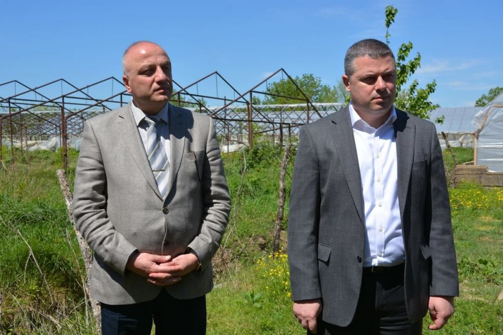 წყალტუბოში  მოყვანილი მწვანილი ევროპის ბაზარზე გადის