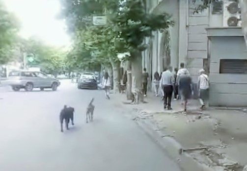 უმეთვალყურეოდ დარჩენილი ცხოველები – საფრთხე ტურისტებისთვის  [VIDEO]