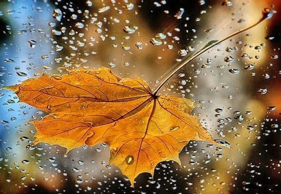 27 ნოემბრამდე მოსალოდნელი ამინდი დასავლეთ საქართველოში
